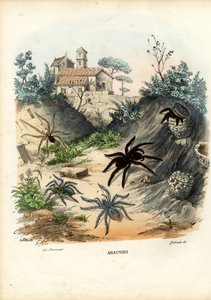 العناكب ، 1863-1879